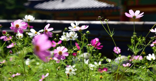 北京风水大师